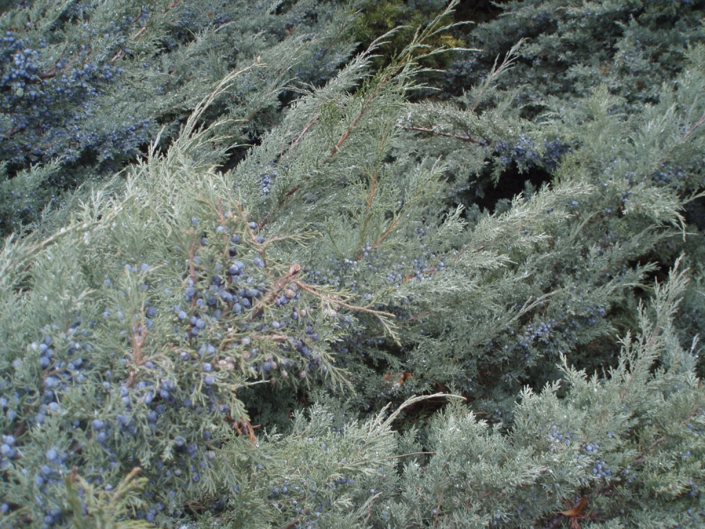 austria-baden_berries
