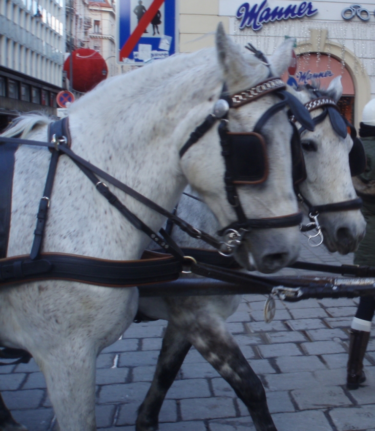 austria-vienna_white_horses
