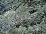austria-baden_berries