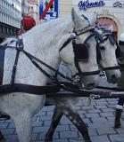 austria-vienna_white_horses