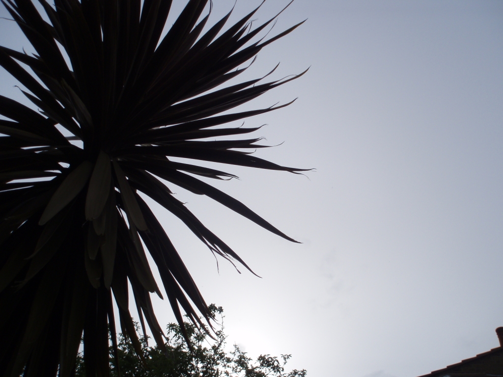 sunny_skies