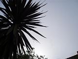 sunny_skies