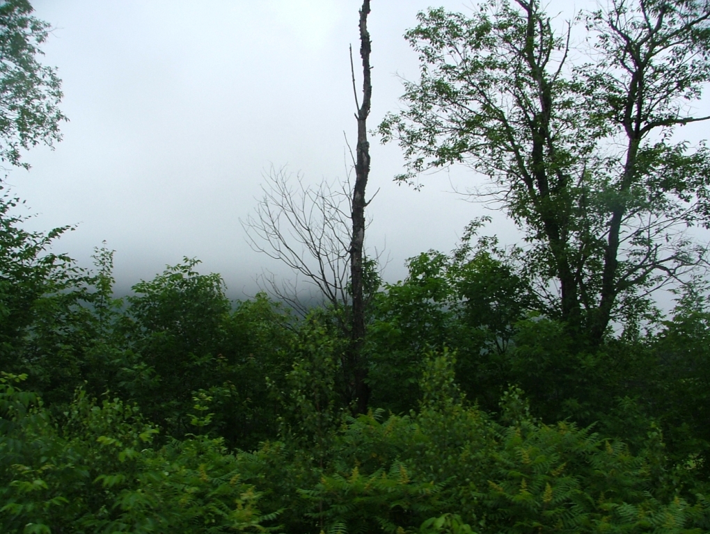 usa_june_2008_conway_rr_trees_and_fog